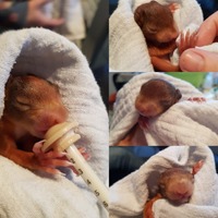 Eichhörnchen Babys - Wildtierhilfe Schäfer 