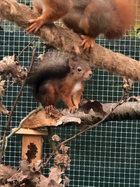 Eichhörnchen im Training - Wildtierhilfe Schäfer 