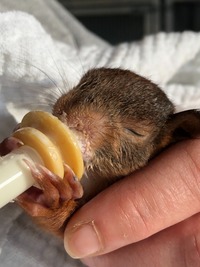 Eichhörnchenbaby beim trinken - Wildtierhilfe Schäfer 