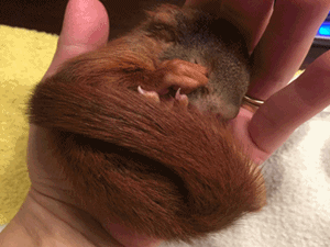 Eichhörnchen - ca. 6 Wochen
