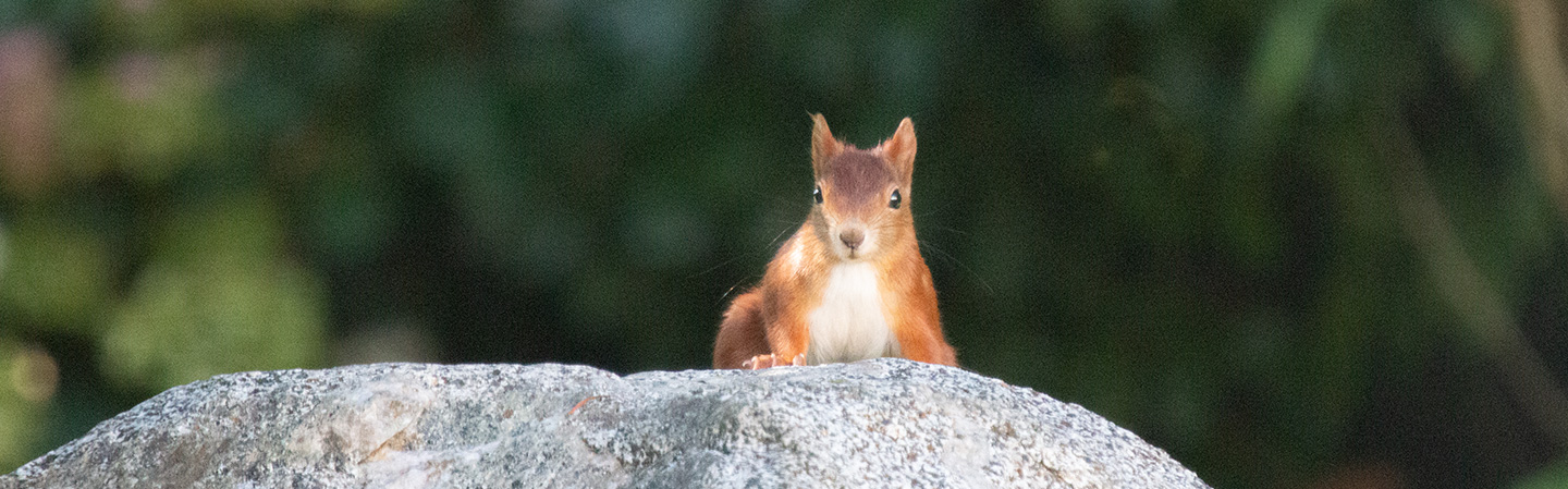 wildtierhilfe-schaefer.de